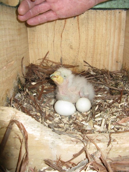 The unnamed chick, whose sex is not yet known, was hatched on 15 September to first-time parents, Tane (15) and Kowhai (9).